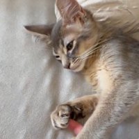 指を揉む湊くん