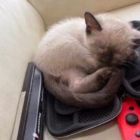 お迎え当初の猫