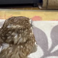 猫をふり返るフクロウ