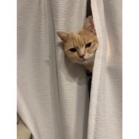 カーテンと猫