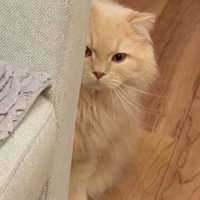 俯いて床を見つめる猫