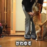 立ち上がる猫