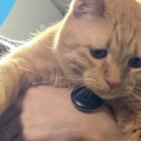 抱かれている猫