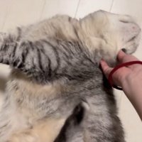 顔をかこうとする猫