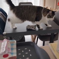 机の上を歩く猫