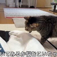 悩むこいちゃん