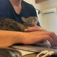 パソコンをする飼い主と腕の中にいる猫