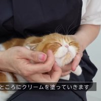 脂が出やすいところに