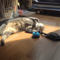 亀の顔に触る猫