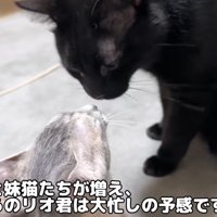顔を近づける子猫と黒猫