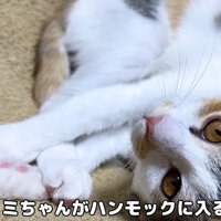 ハンモックの中でくつろぐ子猫