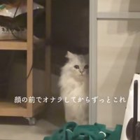 引き戸のそばでお座りをしているカメラ目線の猫（ややアップ）