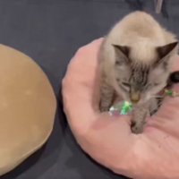 クッションの上を歩く猫