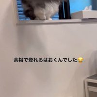 自分で登る猫