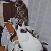 一列に並ぶ猫たち