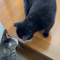 顔を近づける2匹の猫