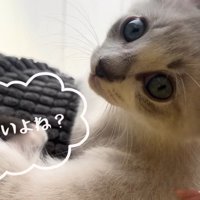 やめないよね？