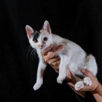 大きな瞳でカメラを見つめるいちえちゃん