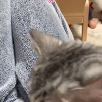 膝の上に乗り込む猫