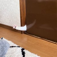 手を伸ばす猫