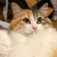 目をクリっとさせた三毛猫