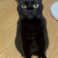 手を握る猫