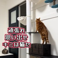 キャットタワーに手をつく猫