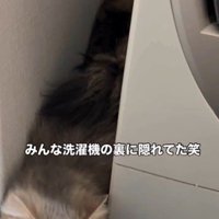 洗濯機の裏に隠れている猫