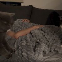 ベッドにいる猫たち