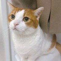 お風呂場にいる猫