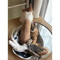 寝ている猫