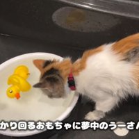 バスタブの中に入っておもちゃを見ている猫