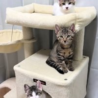カメラ目線の3匹の猫
