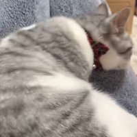 居心地の良い姿勢を見つける猫