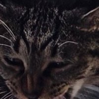 猫の顔アップ