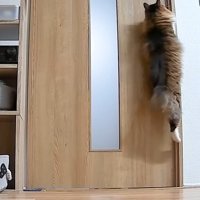 飛び上がる姿