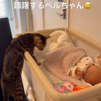 ベビーベッドに上半身を入れて赤ちゃんを見つめる猫