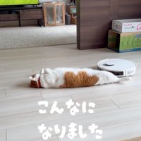 寝転がる猫2