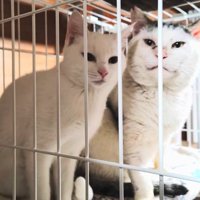 並んで座る2匹の猫