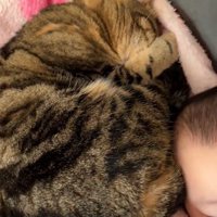 赤ちゃんの頭にくっついて寝る猫