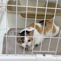 ケージ内で伏せる猫