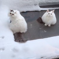 雪で遊ぶノルウェージャンとミックス猫