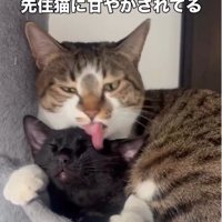 毛づくろいをされている猫としている猫