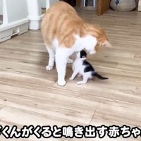 部屋を歩く子猫と先住猫