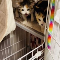 ケージの中からボランティアさんを威嚇する2匹の三毛猫