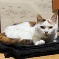 室内にいる猫