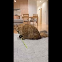 猫じゃらしを咥えた姿(横から)