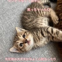 ソファでゴロゴロする子猫