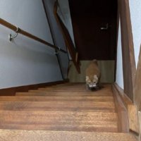 階段を登る猫