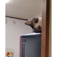 電子レンジの上の猫